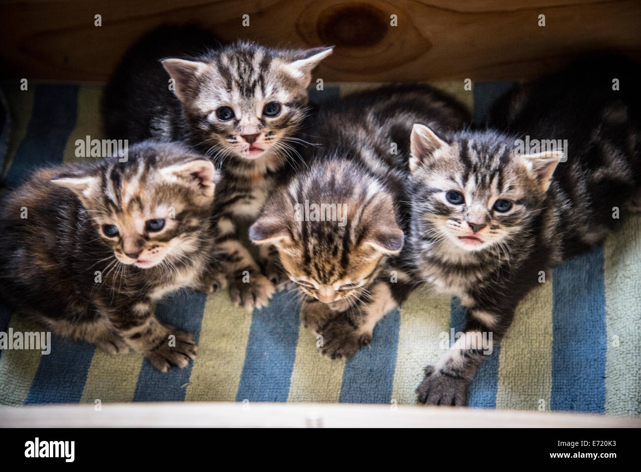 3 settimana fa i gattini Foto Stock