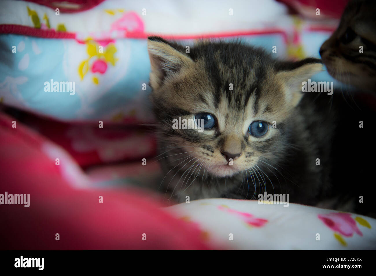 3 settimana fa i gattini Foto Stock