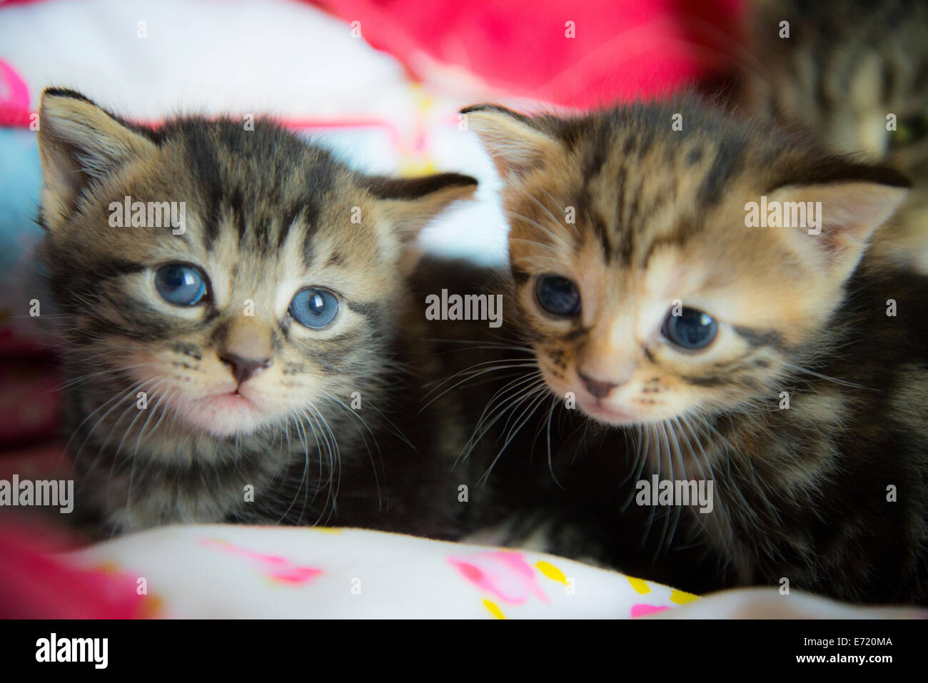 3 settimana fa i gattini Foto Stock