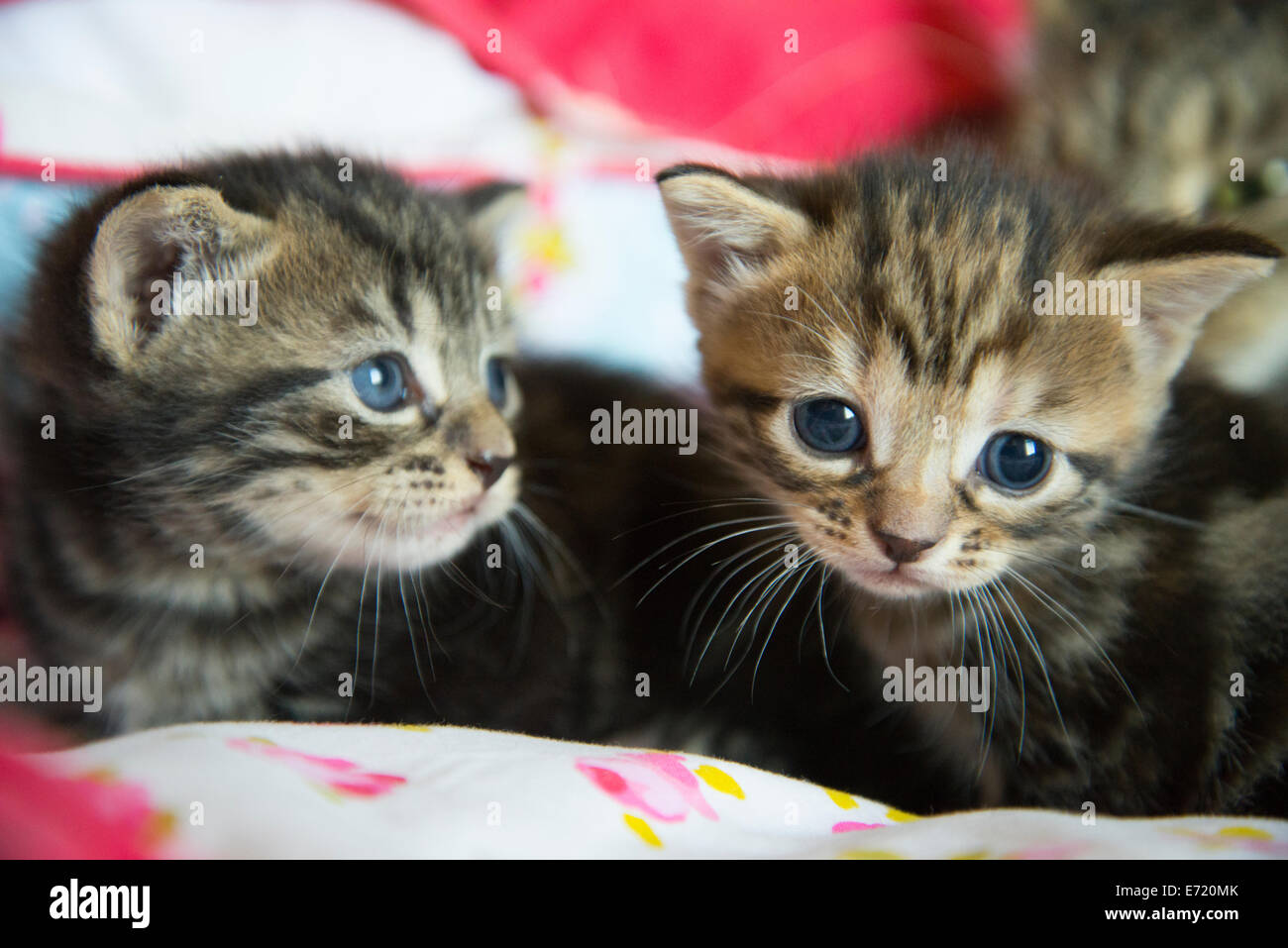 3 settimana fa i gattini Foto Stock
