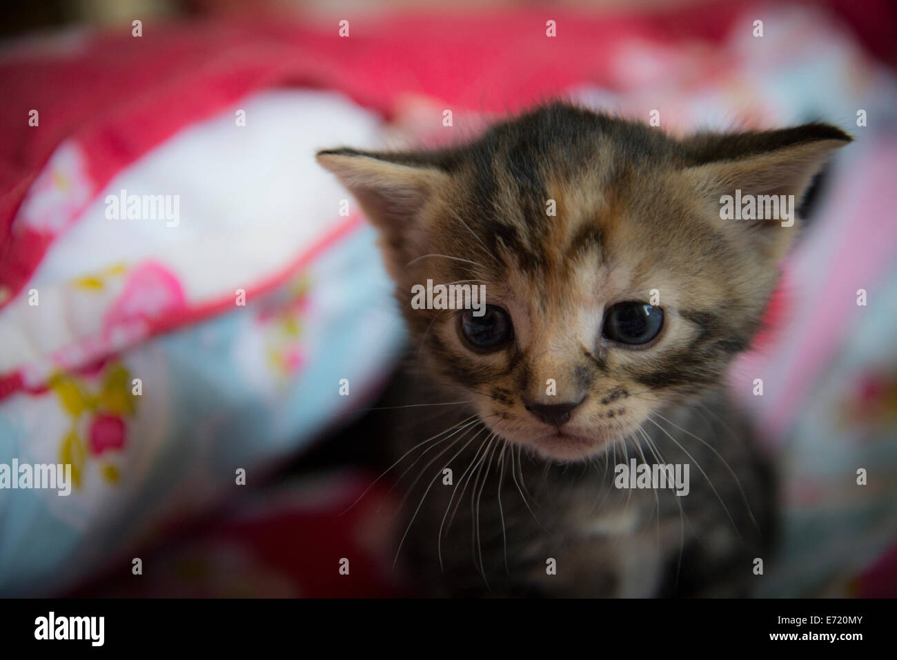 3 settimana fa i gattini Foto Stock