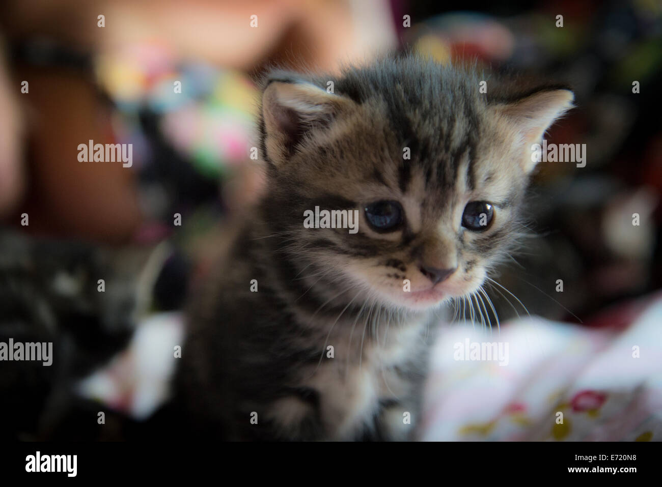 3 settimana fa i gattini Foto Stock