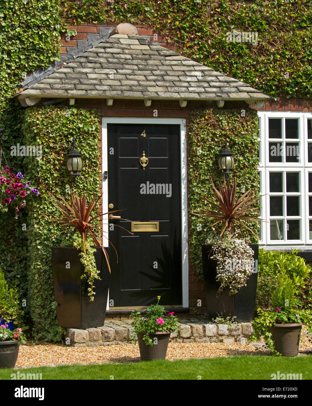 Porta Nera e decorativi, ingresso alla casa di immacolata completamente coperto di edera e circondato da piante in vaso nel villaggio inglese di Grappenhall Foto Stock