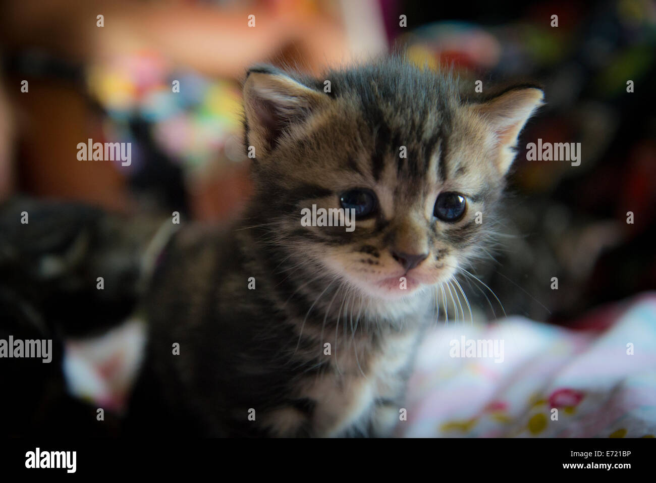3 settimana fa i gattini Foto Stock