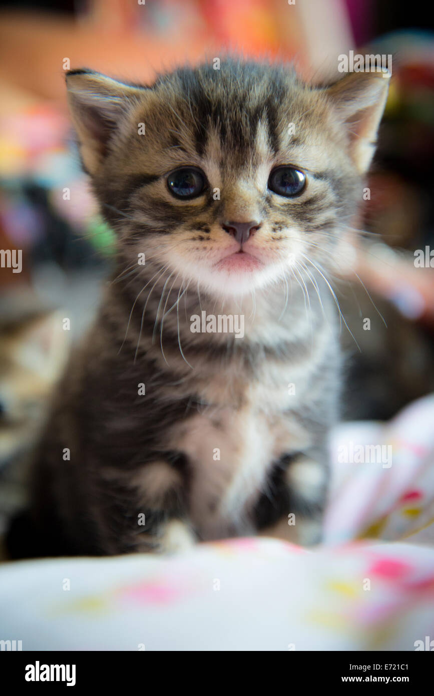 3 settimana fa i gattini Foto Stock