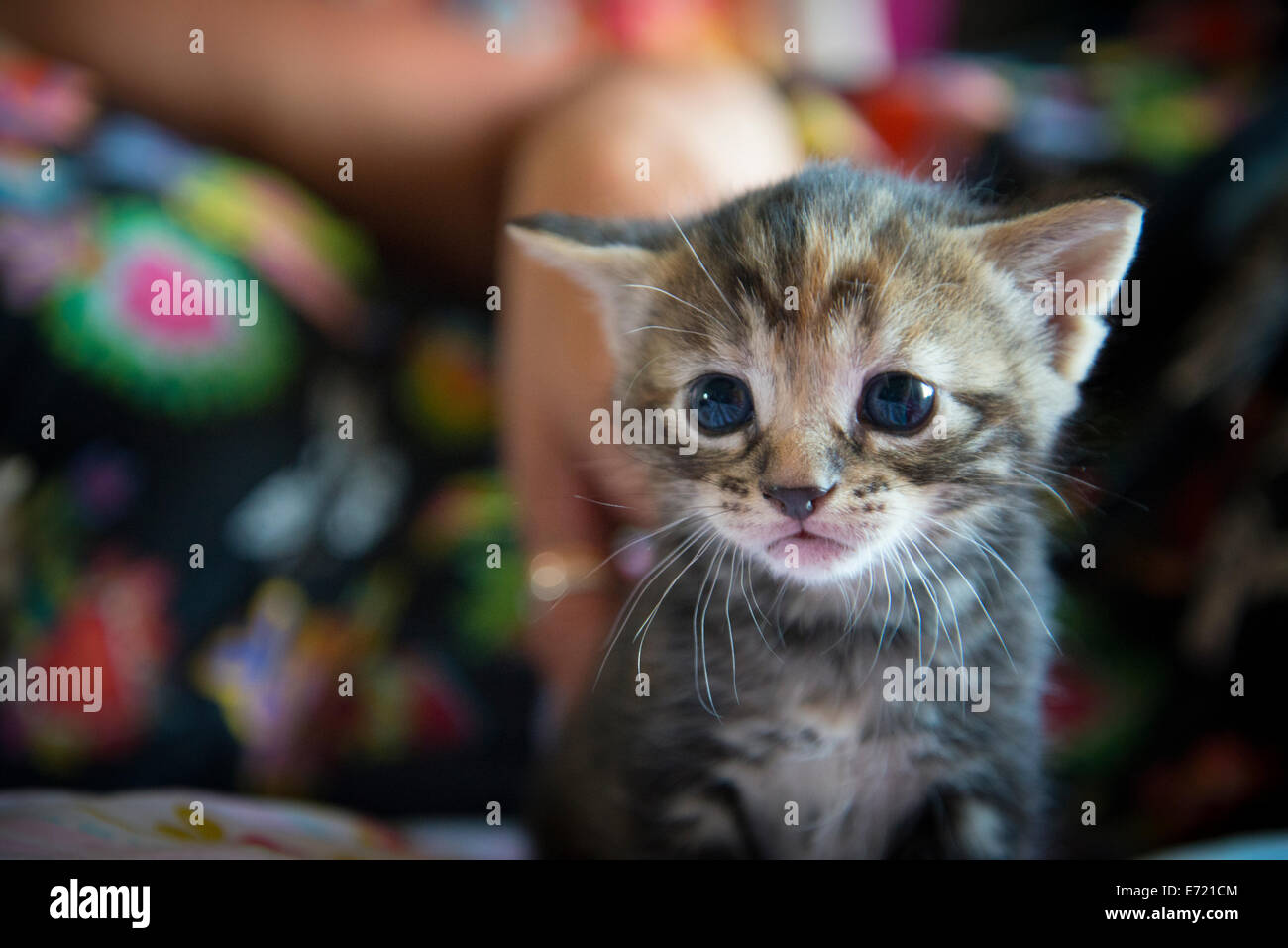 3 settimana fa i gattini Foto Stock