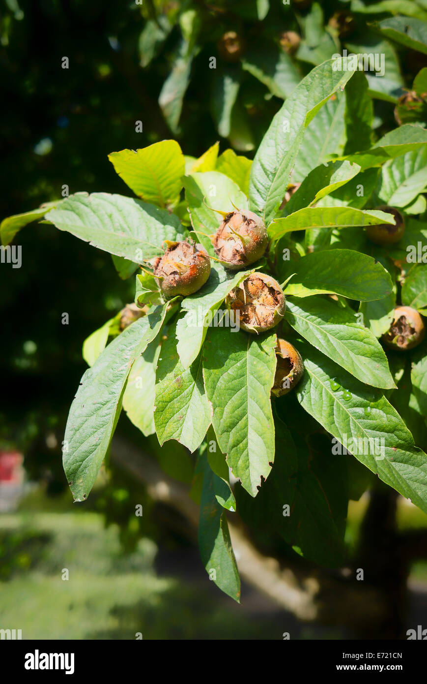 Nespola frutto che cresce su un albero NEL REGNO UNITO Foto Stock
