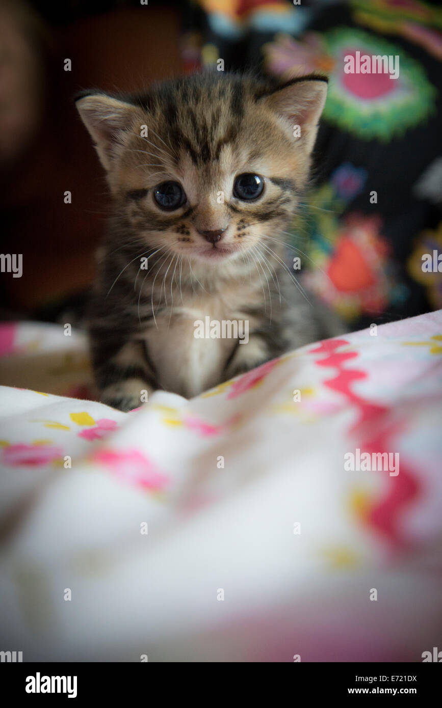 3 settimana fa i gattini Foto Stock