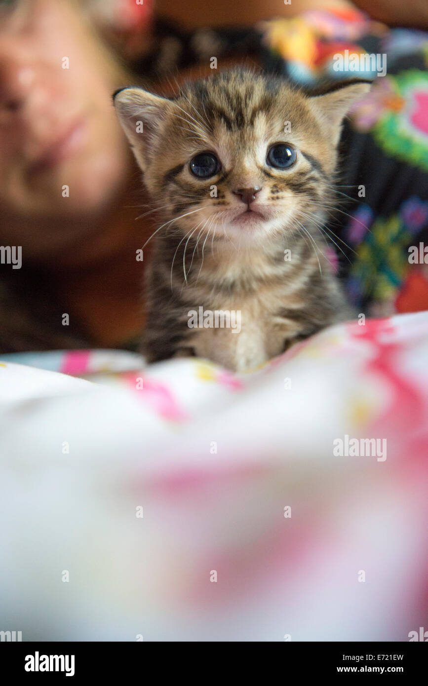 3 settimana fa i gattini Foto Stock