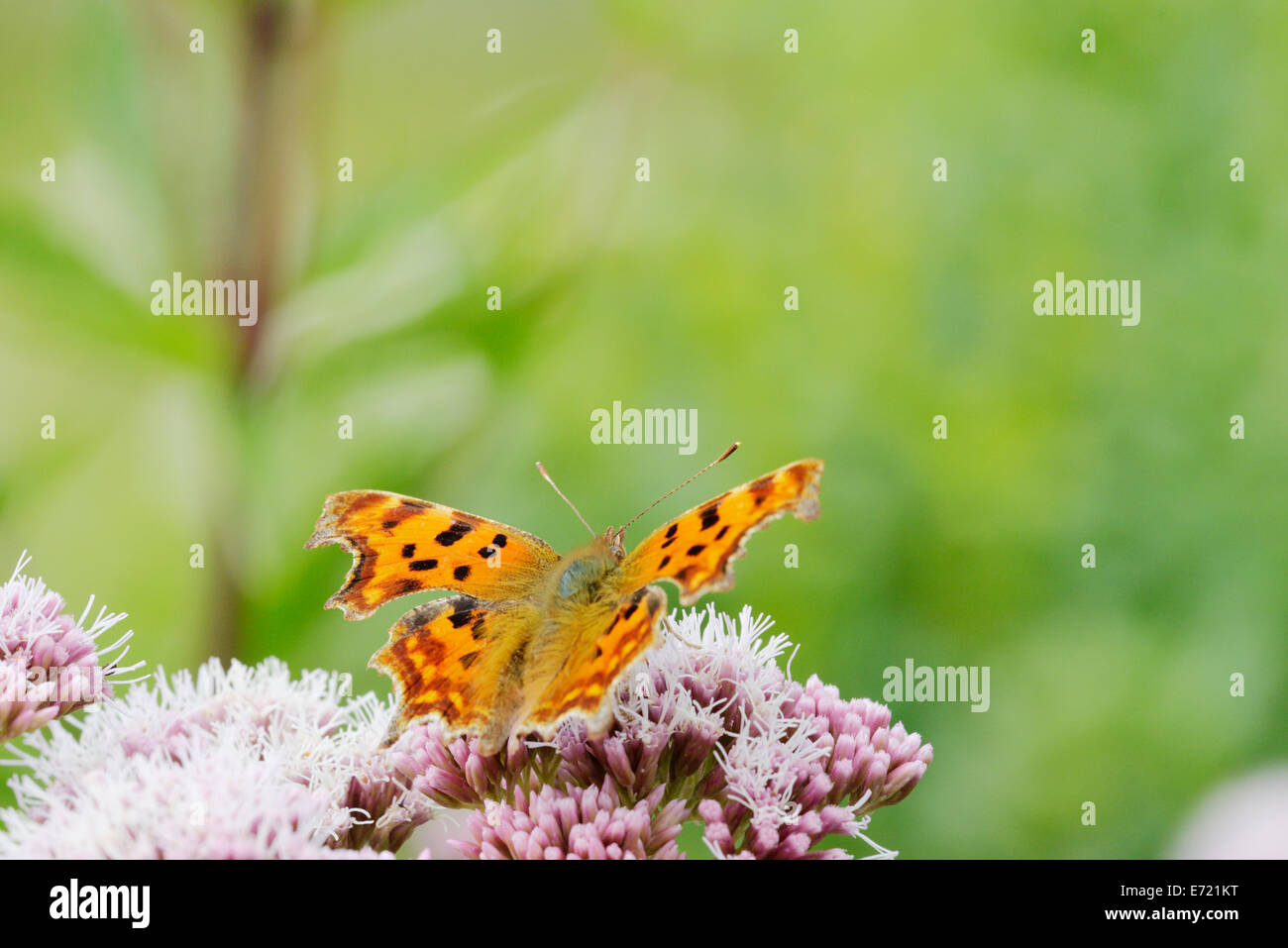 Polygonia c album, virgola alimentazione a farfalla sulla canapa agrimonia, Wales, Regno Unito. Foto Stock