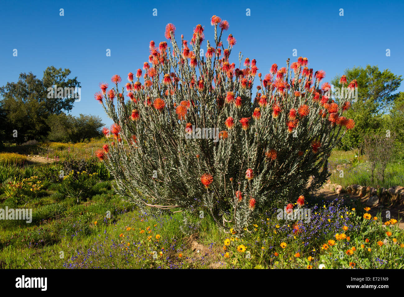 Fiori di Primavera in Ramskop giardino di fiori selvaggi, Clanwilliam, Sud Africa Foto Stock