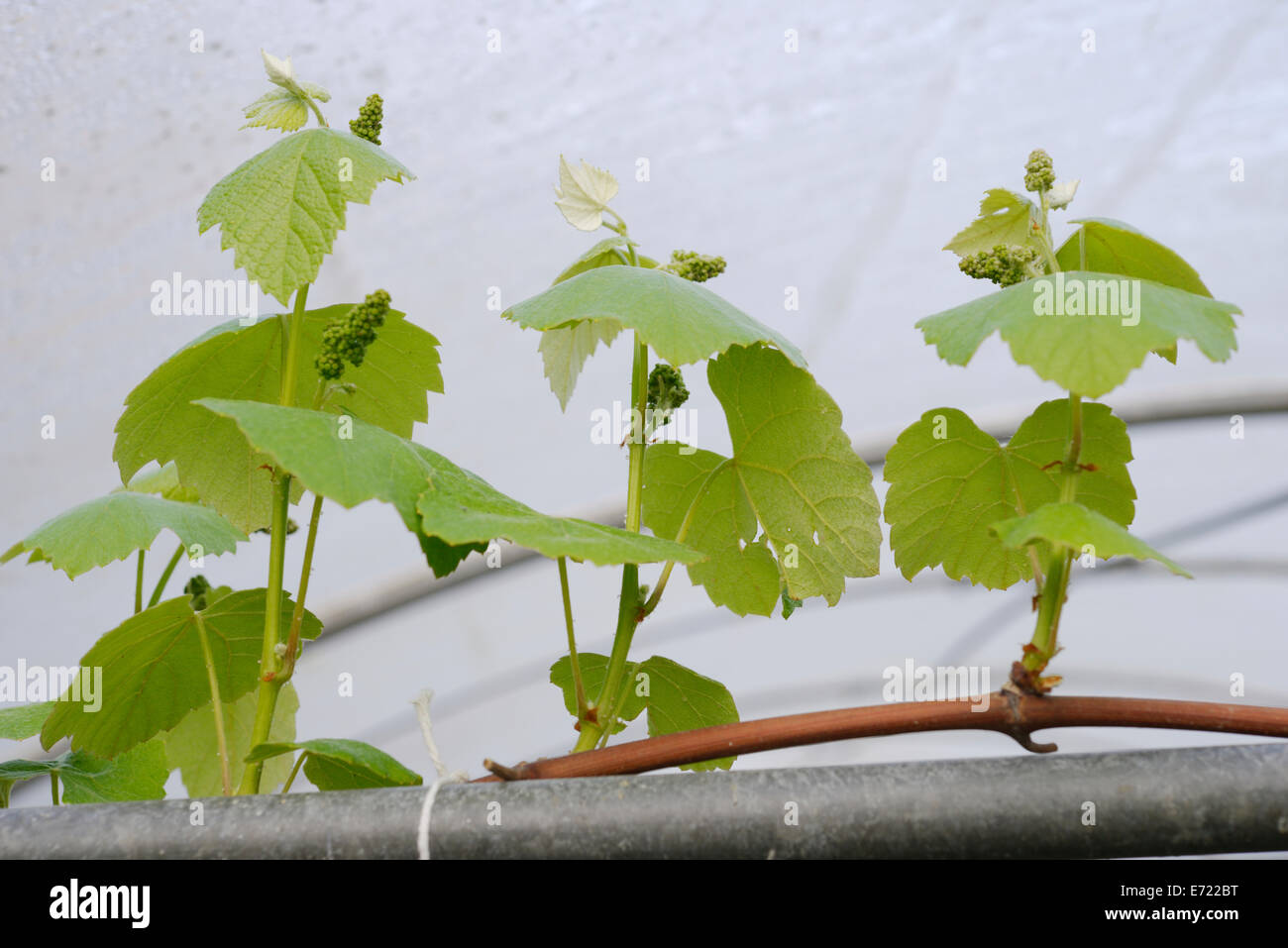 Vitis vinifera, Dessert " Uva Fragola Rosa', giovani germogli con boccioli di fiori, Wales, Regno Unito. Foto Stock