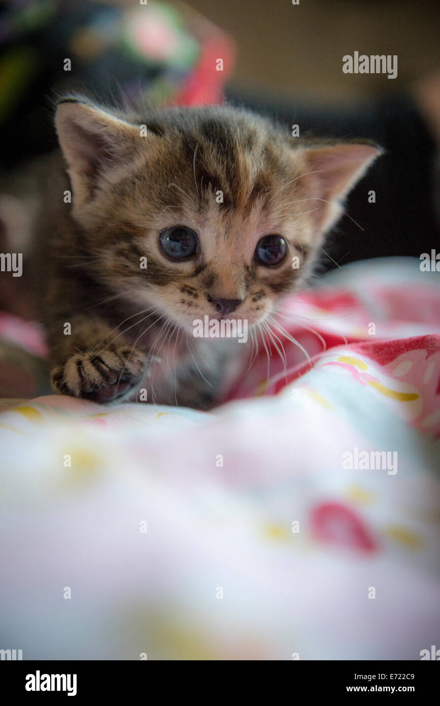 3 settimana fa i gattini Foto Stock