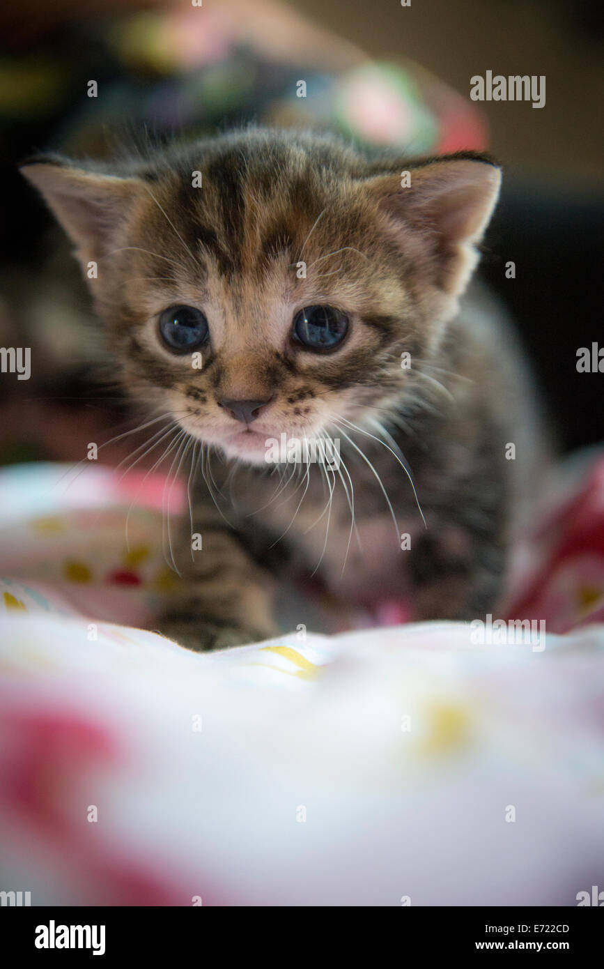3 settimana fa i gattini Foto Stock