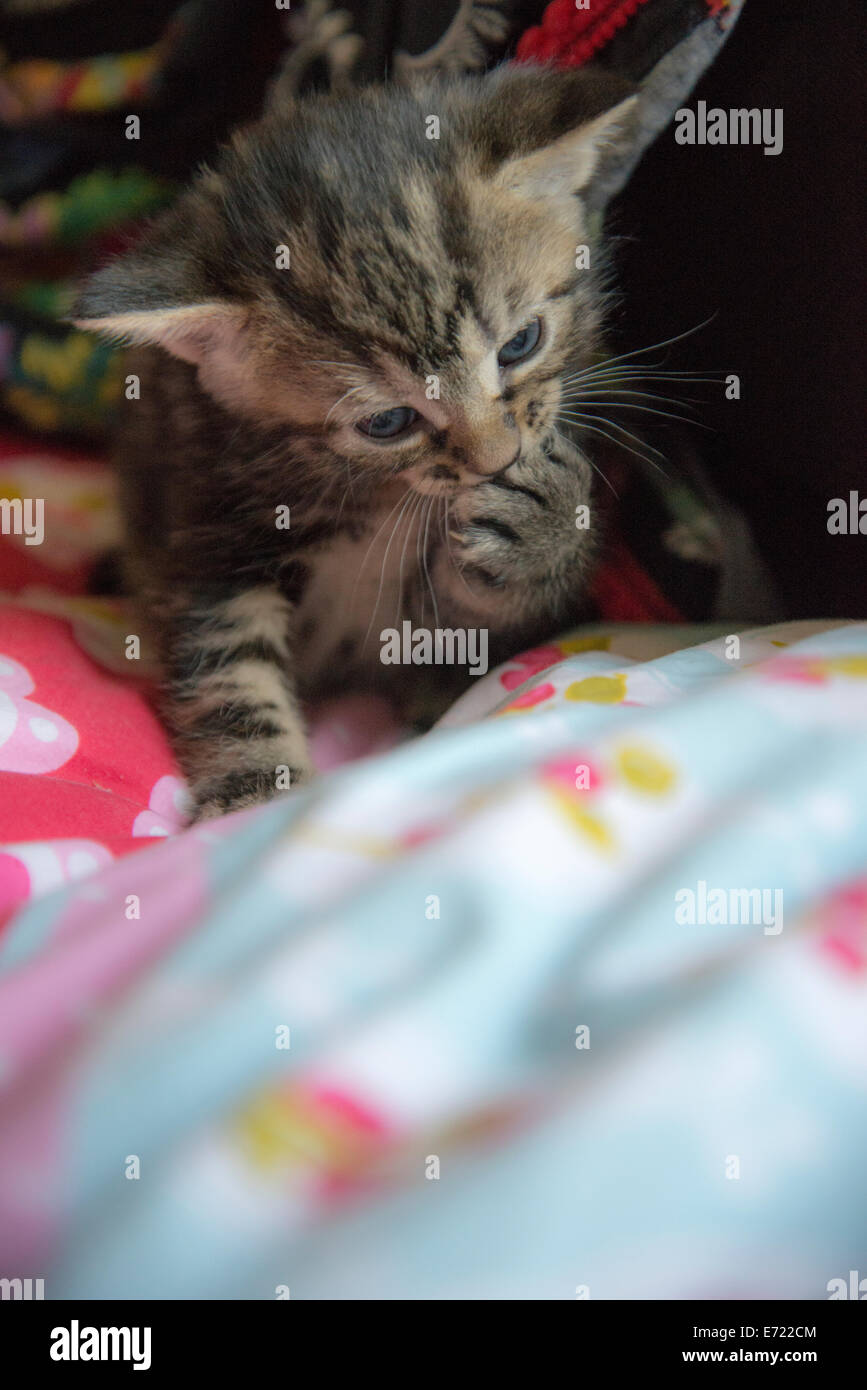 3 settimana fa i gattini Foto Stock