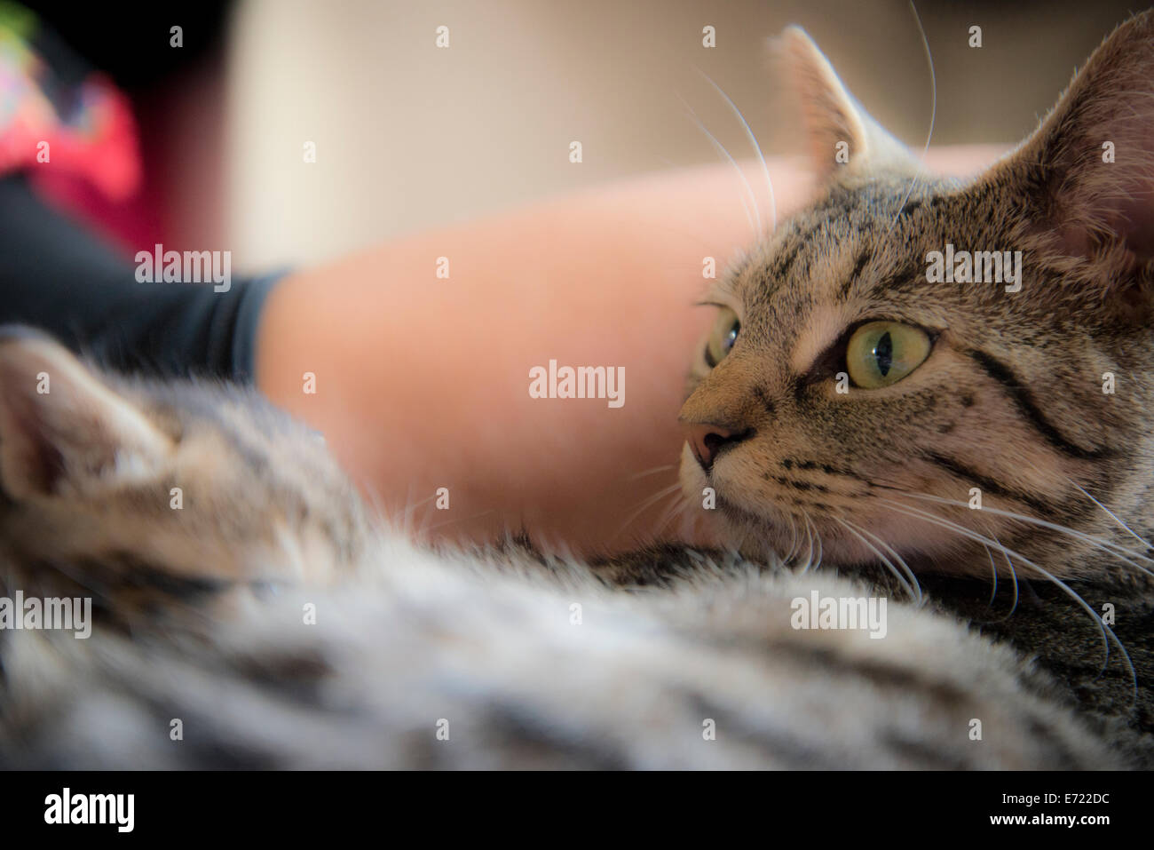 3 settimana fa i gattini Foto Stock