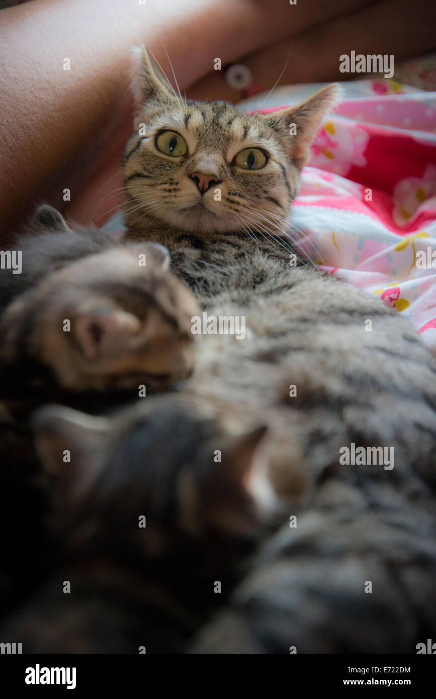 3 settimana fa i gattini Foto Stock