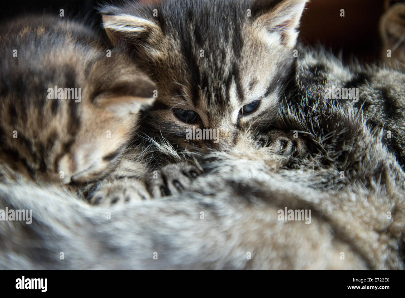 3 settimana fa i gattini Foto Stock