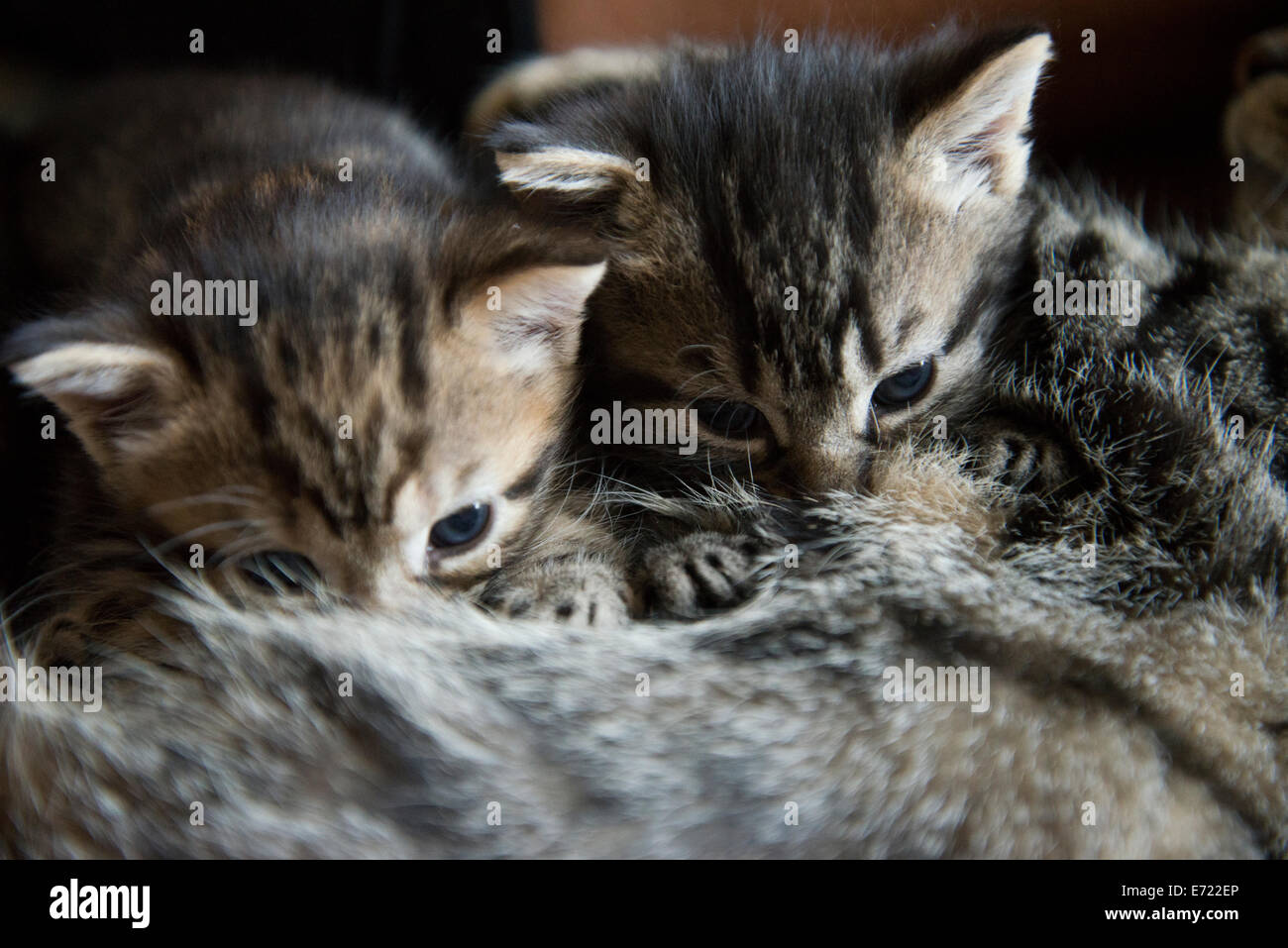3 settimana fa i gattini Foto Stock