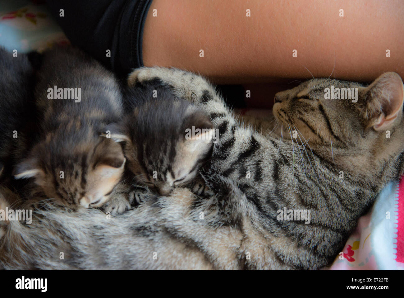 3 settimana fa i gattini di alimentazione Foto Stock