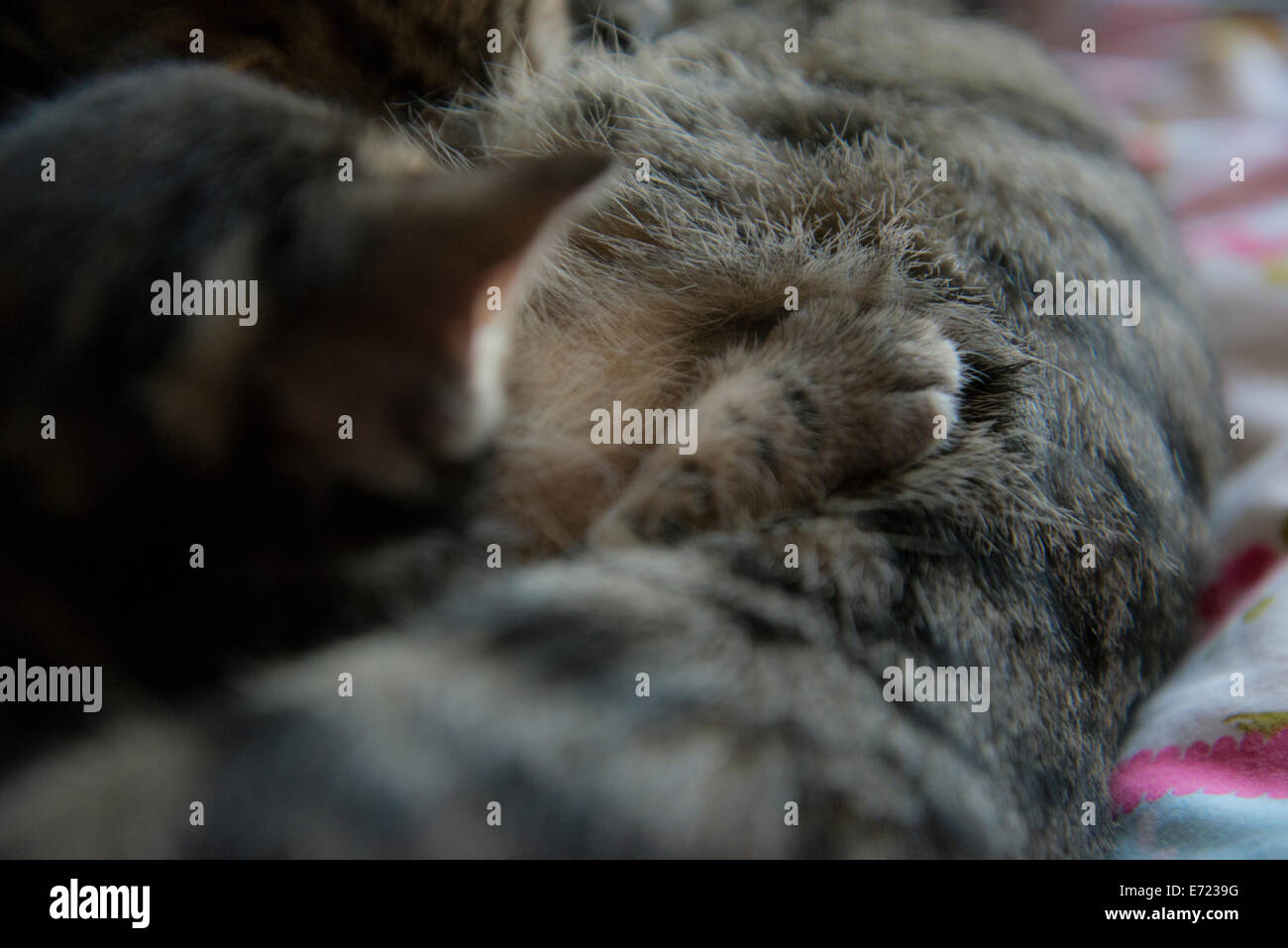 3 settimana fa i gattini Foto Stock