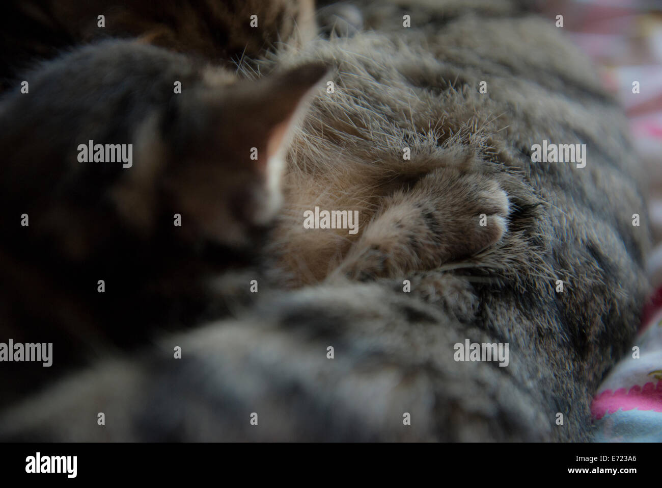 3 settimana fa i gattini Foto Stock