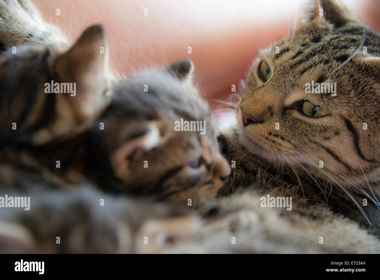 3 settimana fa i gattini Foto Stock