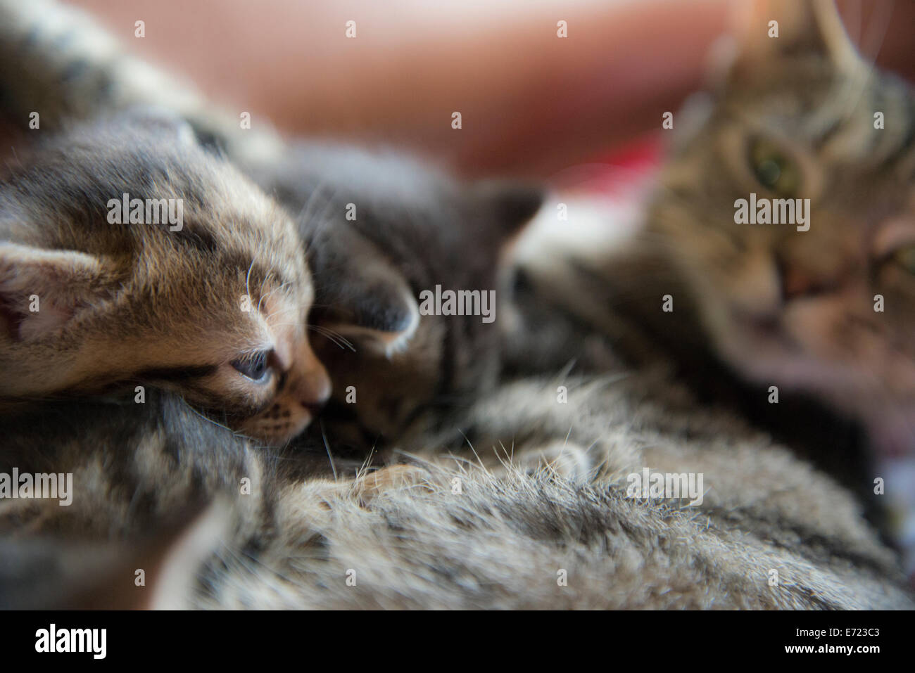 3 settimana fa i gattini Foto Stock
