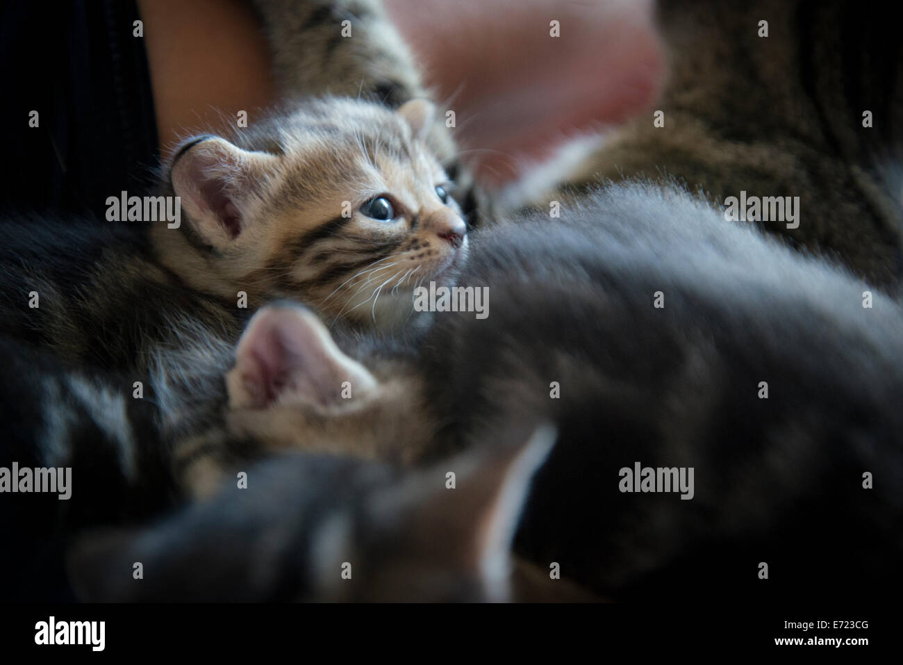 3 settimana fa i gattini Foto Stock