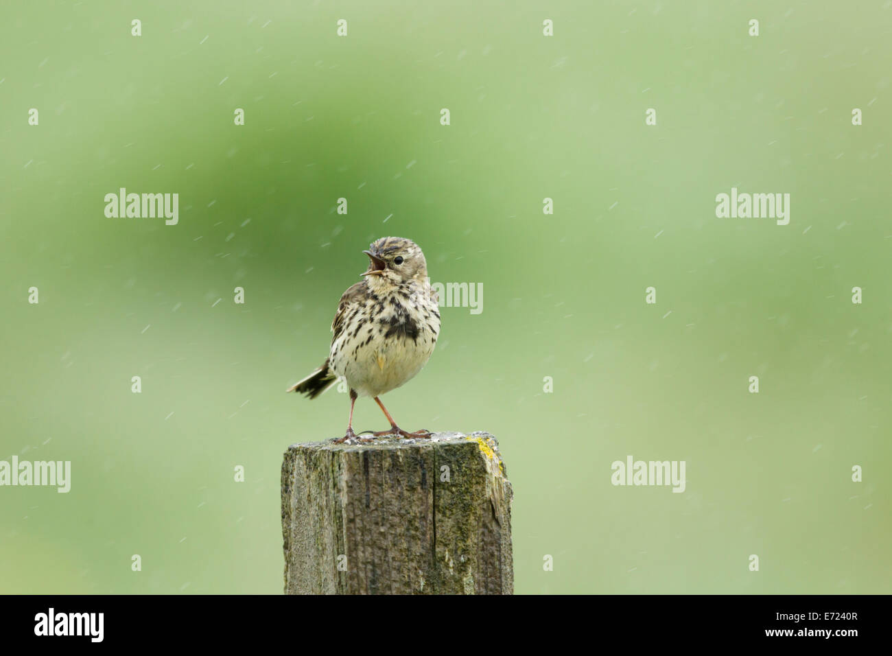 Meadow Pipit - cantando sotto la pioggia Anthus pratensis Islanda BI026462 Foto Stock