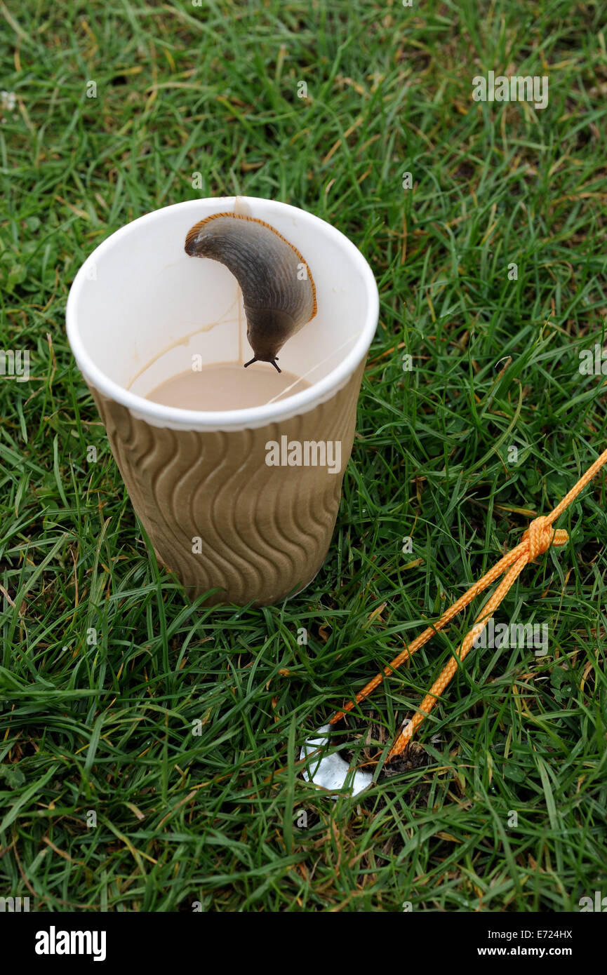 Slug arrampicarsi in un take away tazza di caffè in un campeggio in Cornovaglia, England Regno Unito Foto Stock