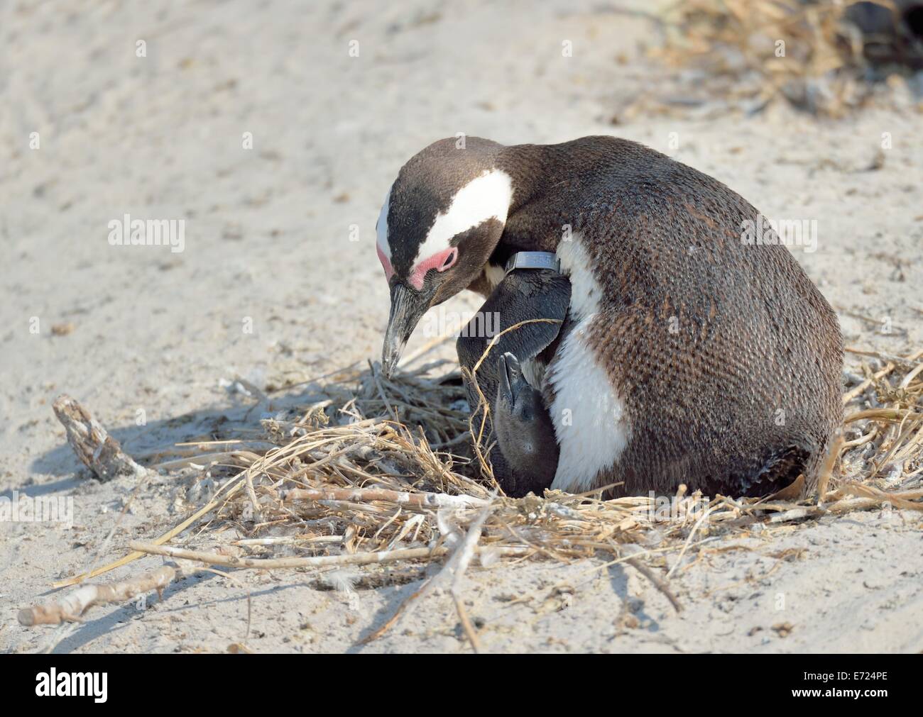 Penguin amore - madre e chik nel nido Foto Stock