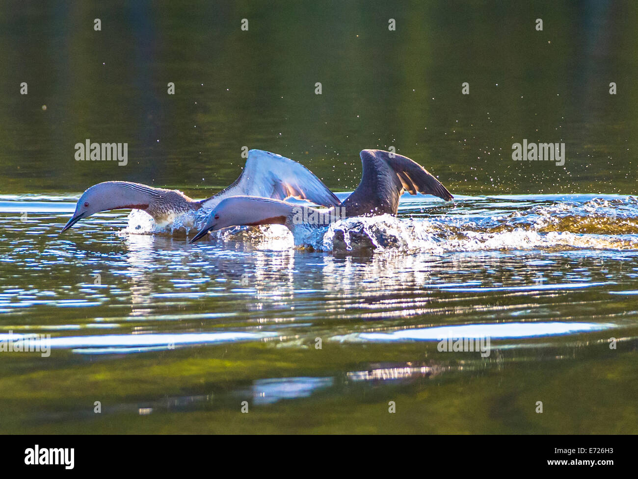 I Tuffetti combattimenti, Gavia stellata Foto Stock