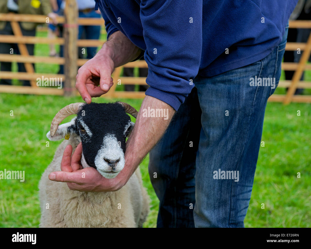 Mostra ovini a Muker Show, Swaledale superiore, Yorkshire Dales National Park, North Yorkshire, Inghilterra, Regno Unito Foto Stock