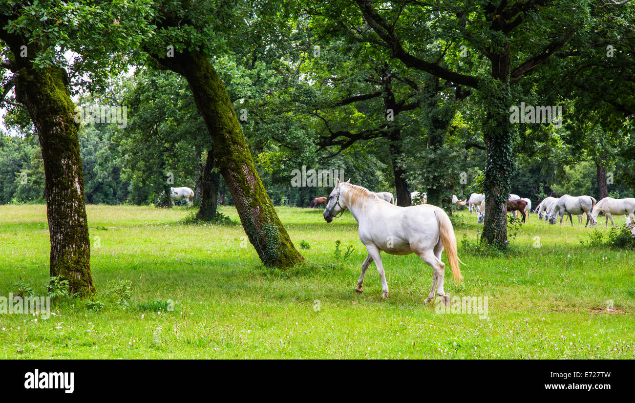 Cavalli lipizzani nel prato di Slovenia Foto Stock