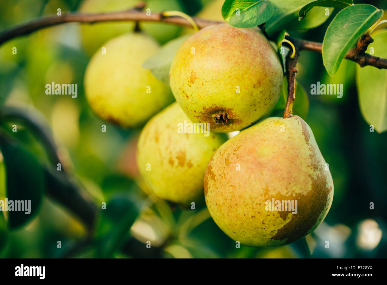 Fresco verde pere su Pear Tree Branch, mazzetto, pronto per essere raccolto. Nella tarda estate o inizio autunno Harvest Foto Stock