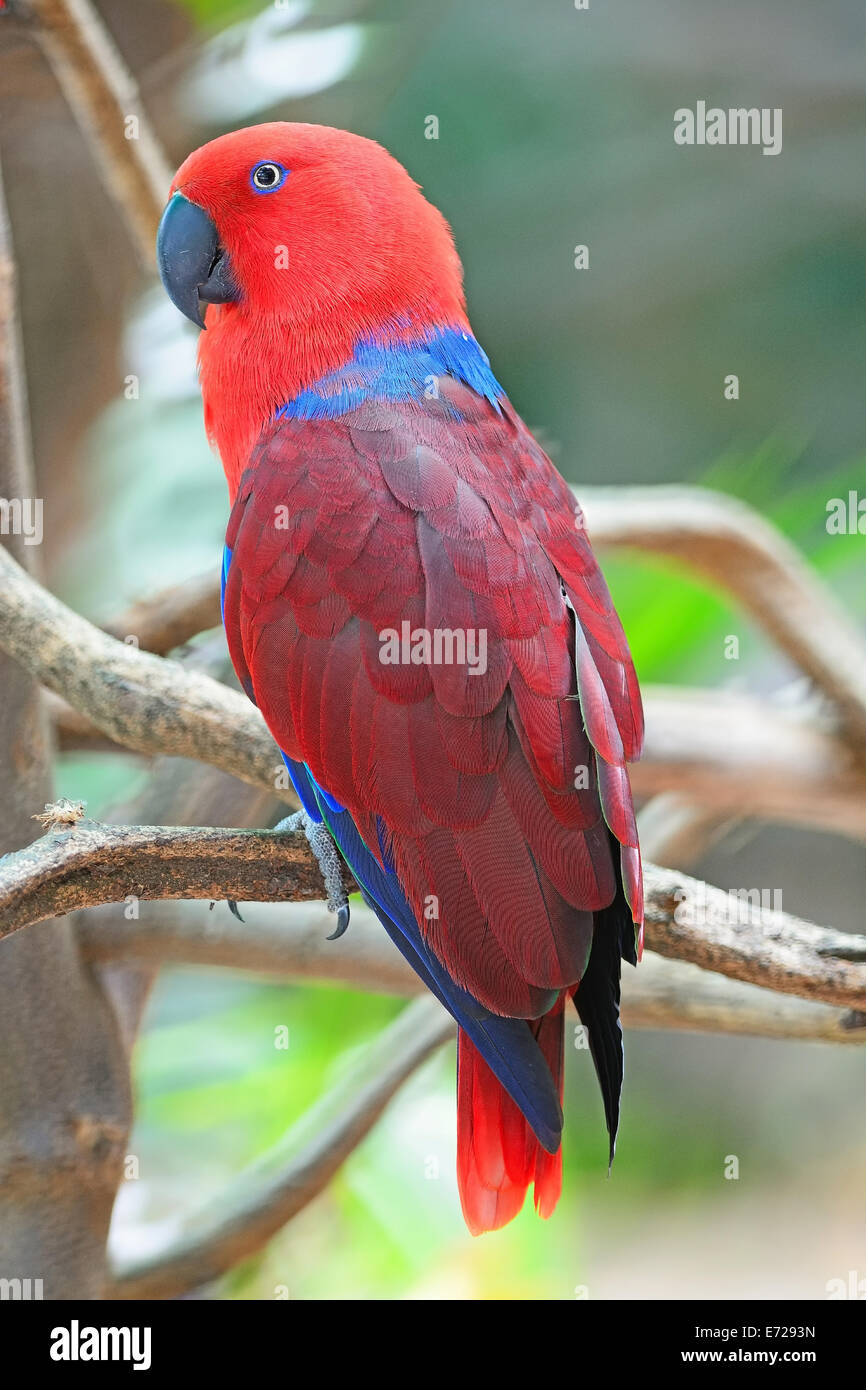 Colorato red parrot, una femmina pappagallo Eclectus (Eclectus roratus), profilo posteriore Foto Stock