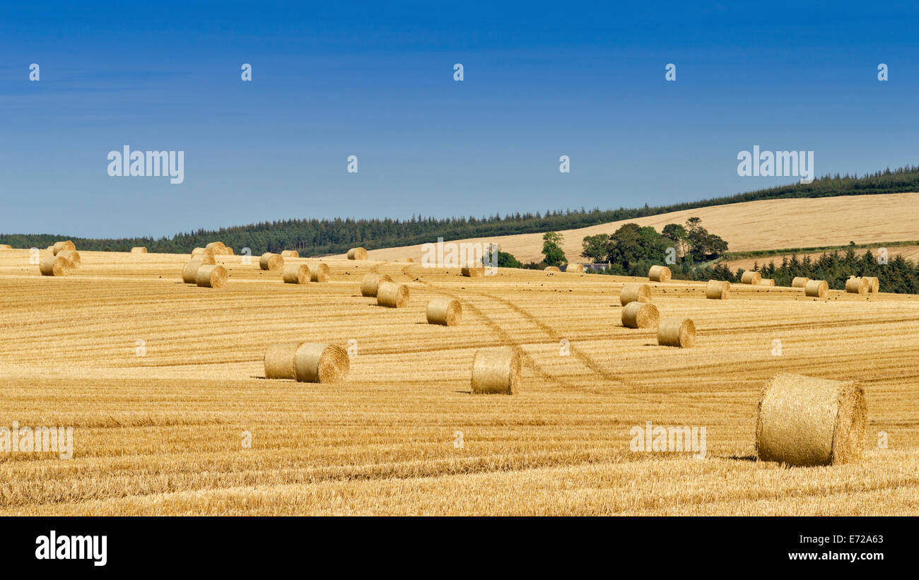 Campi di orzo e le balle di paglia tarda estate ABERDEENSHIRE IN SCOZIA Foto Stock