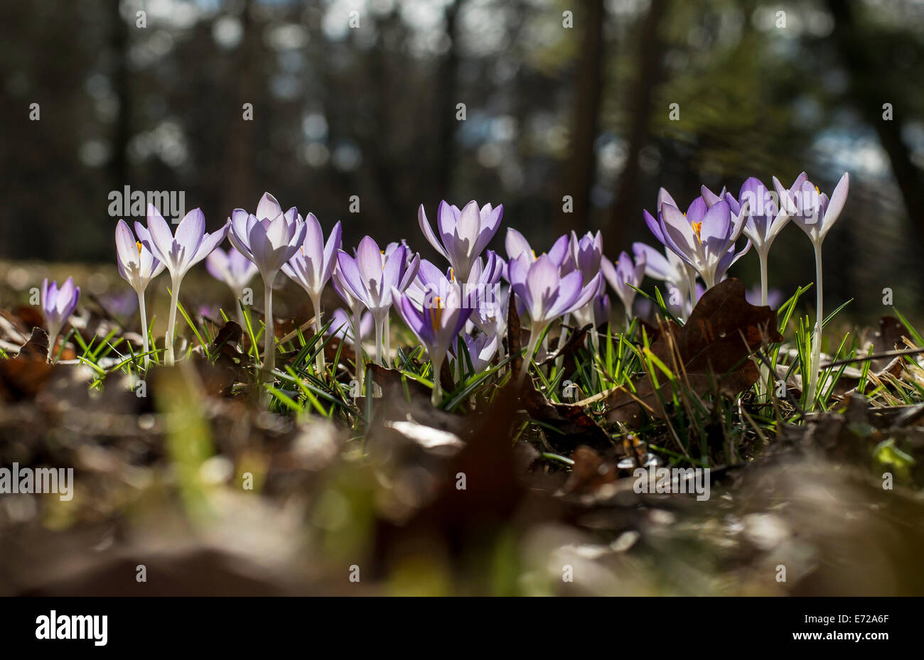 Crochi (Crocus sp.), Giardino Botanico, Monaco di Baviera, Baviera, Baviera, Germania Foto Stock