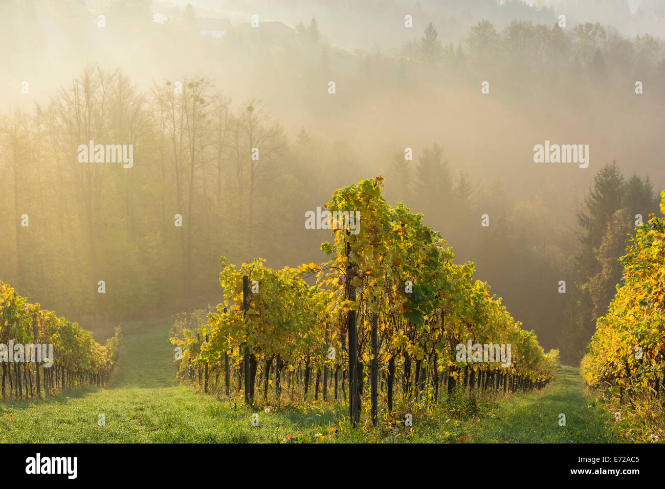 Vigneto nella nebbia mattutina, Eichberg-Trautenburg, Stiria, Austria Foto Stock