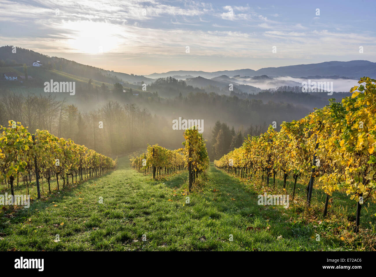 Vigneto nella nebbia mattutina, Eichberg-Trautenburg, Stiria, Austria Foto Stock