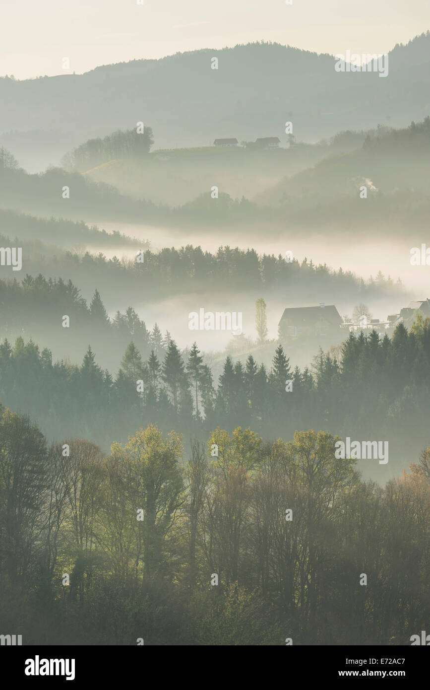 Mattina nebbia su colline boscose, Eichberg-Trautenburg, Stiria, Austria Foto Stock