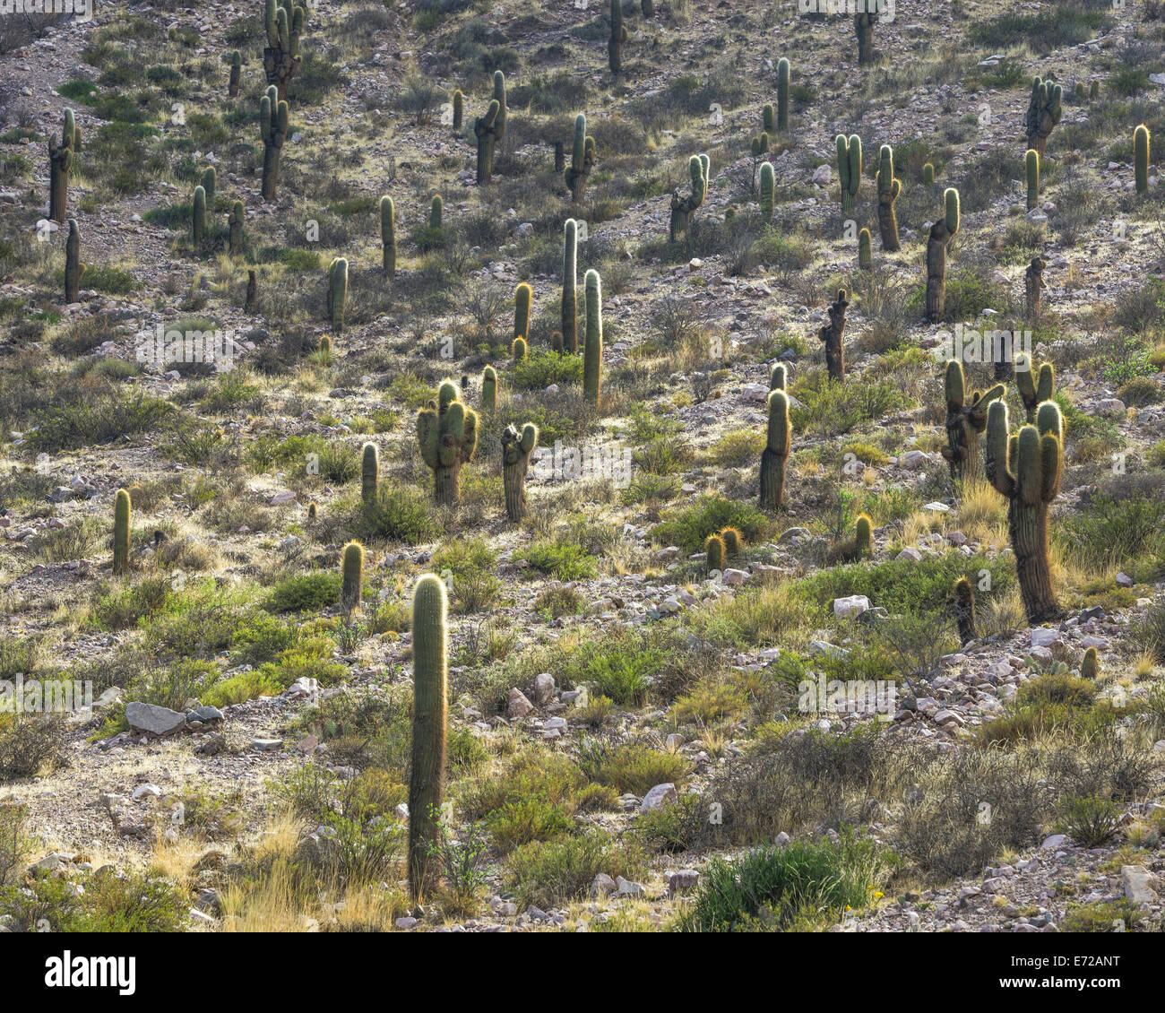 Trichocereus pasacana cactus, Purmamarca, Provincia Jujuy, Argentina Foto Stock