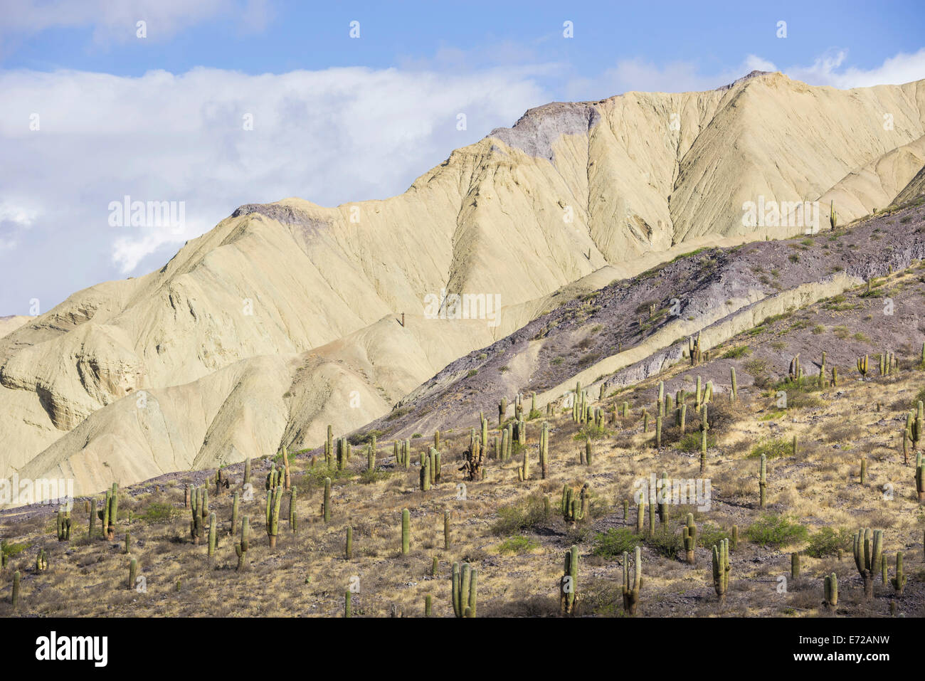 Le montagne con Trichocereus pasacana cactus in primo piano, vicino a Purmamarca, provincia di Jujuy, Argentina Foto Stock