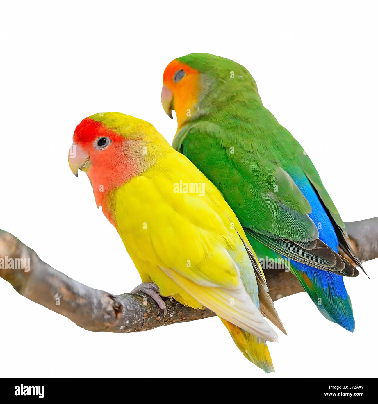 Bellissimo uccello, Lovebird, in piedi sul log, profilo posteriore, isolato su sfondo bianco Foto Stock