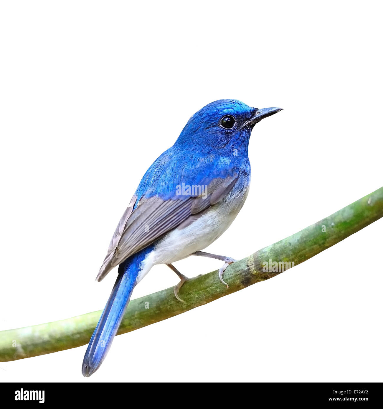 Colore blu, uccello maschio blu Hainan Flycatcher (Cyornis hainana), in piedi su un ramo, profilo posteriore, isolato su una bianca backg Foto Stock