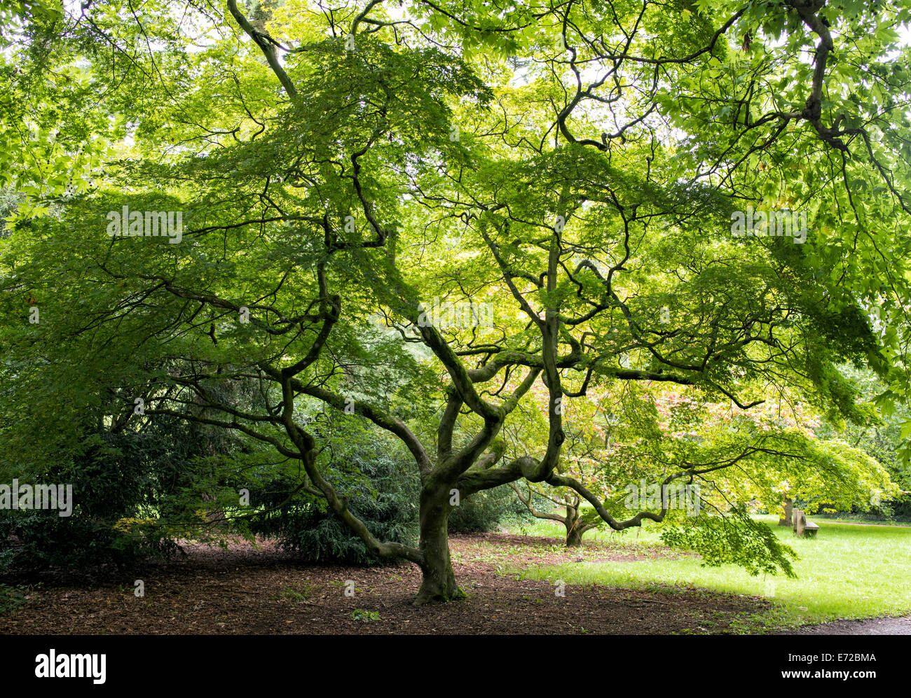 Acer japonicum. Acero giapponese Foto Stock