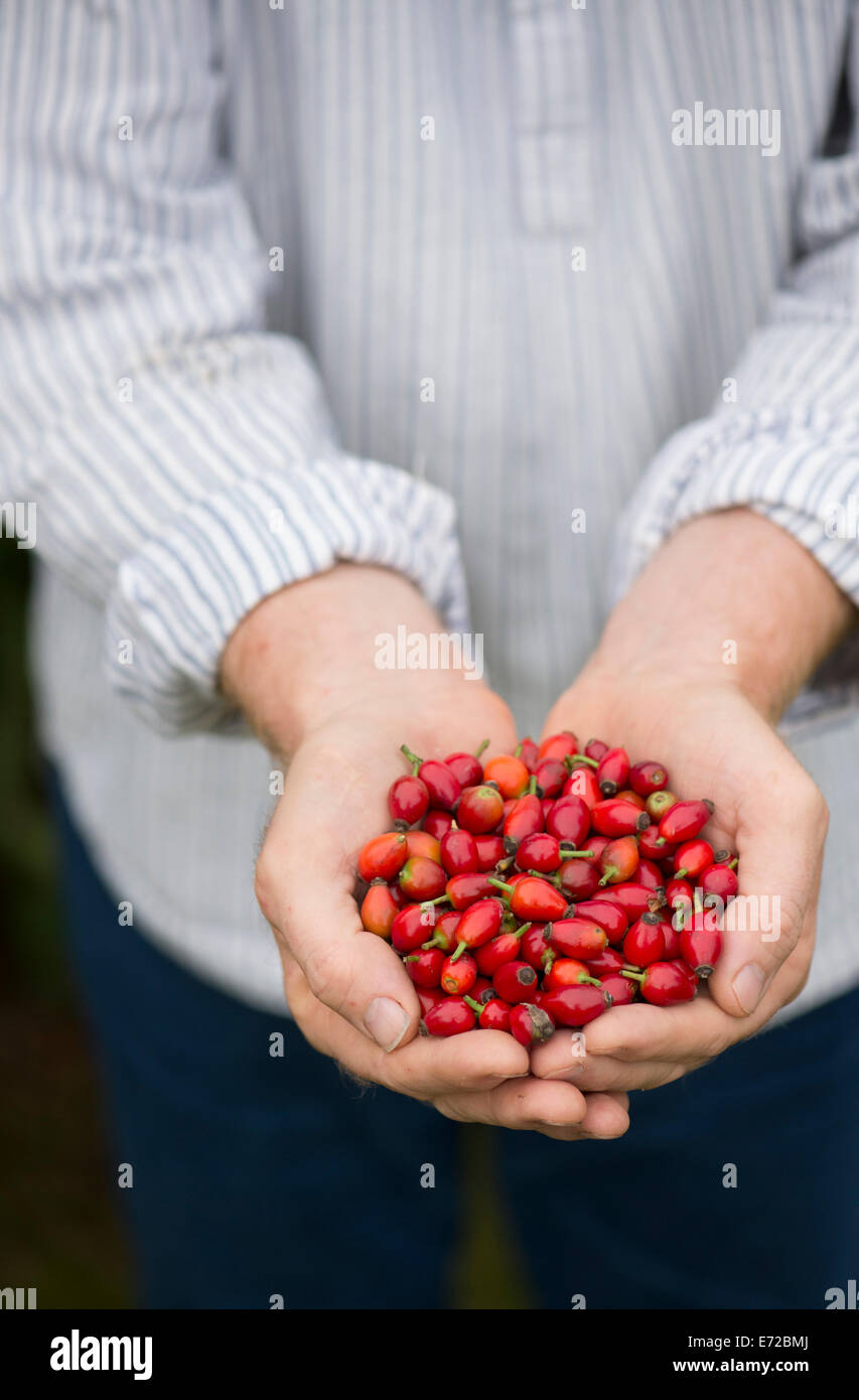 Rosa rubiginosa. Uomo con rosa canina Foto Stock