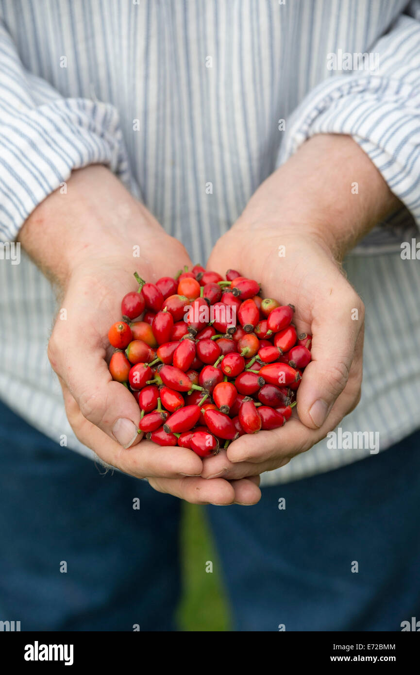 Rosa rubiginosa. Uomo con rosa canina Foto Stock