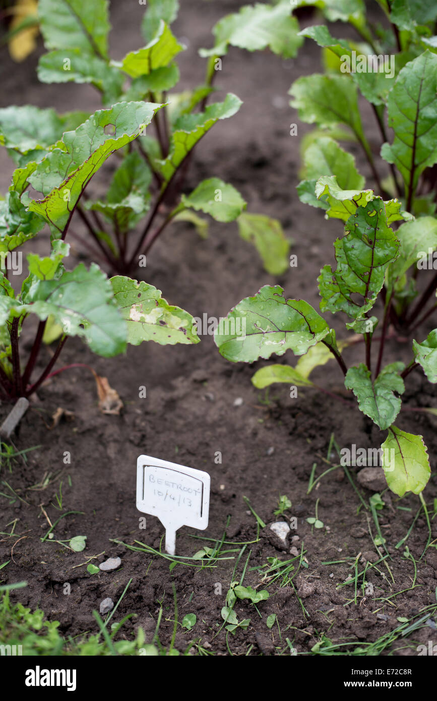 I giovani la barbabietola cresce nel terreno di un riparto giardino, con marcatore e il taglio di erba in primo piano Foto Stock